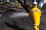 A volunteer firefighter hoses down charred bushland.