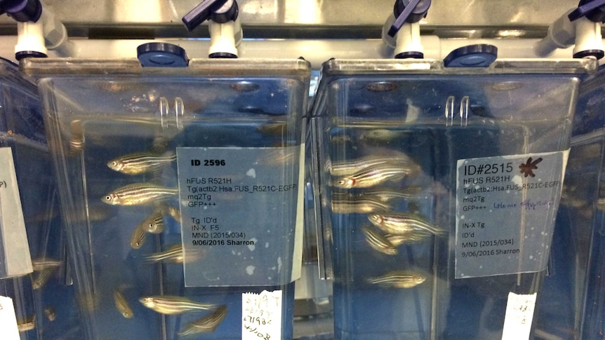 Zebra fish are being used in a trial for Motor Neurone Disease.