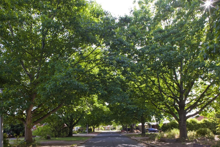 Protected red oak trees (Quercus rubra) in Downer, ACT.