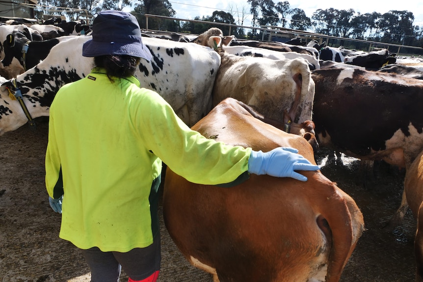 A person with a high-vis long sleeve top on with their arm around a cow and back to the camera.