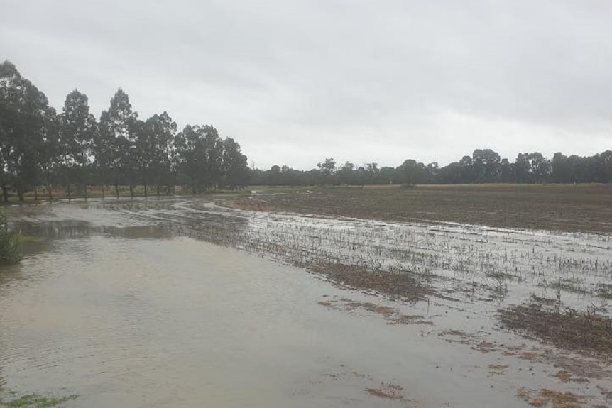 Heavy rainfall drowned wheat and barley crops on Doug Wunsch's property at Jandowae