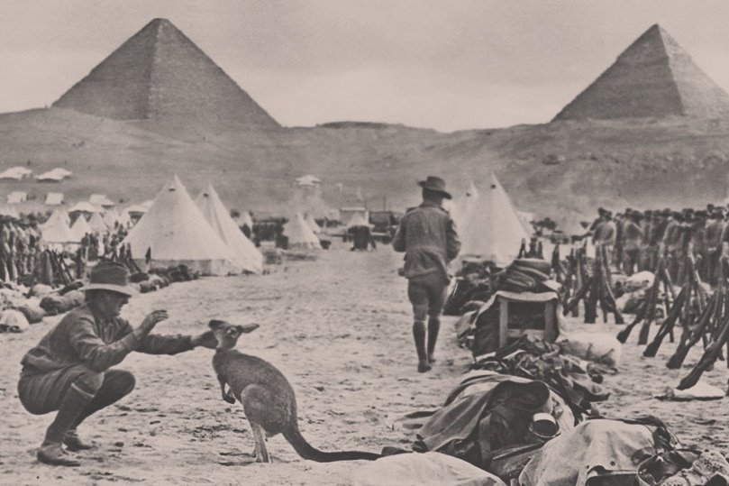 A photo of World War 1 soldiers in front of the Pyramids, with one soldier feeding a kangaroo