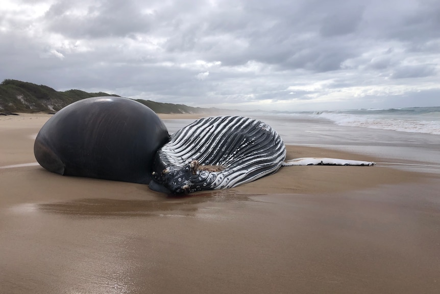 Dead humpback whale south of Port Macquarie 