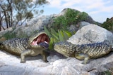 An illustration of two spiked lizards on rocks, one lizard has its mouth open with a visible navy blue tongue sticking out. 