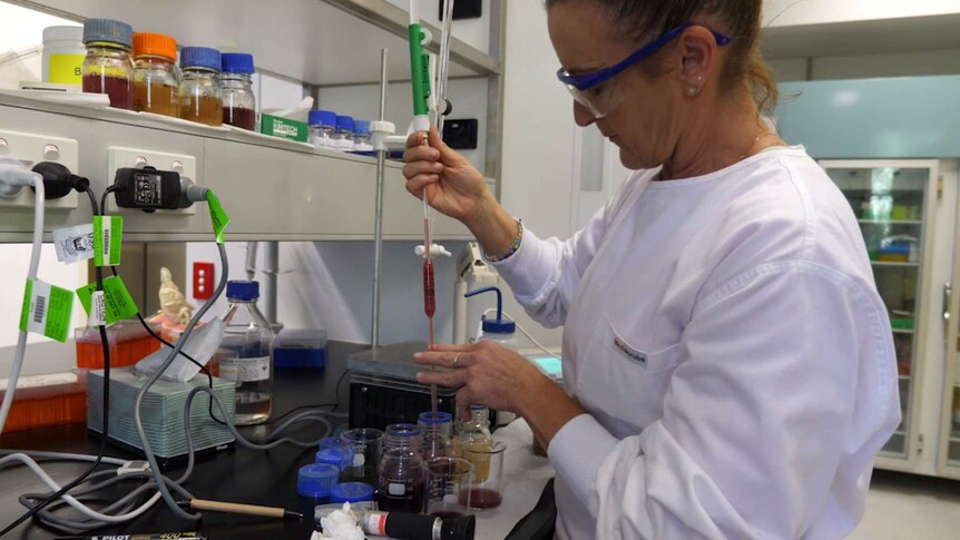 A woman in a lab inspects wine in beakers
