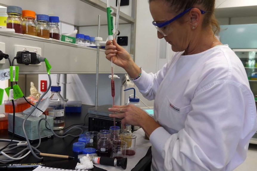 A woman in a lab inspects wine in beakers