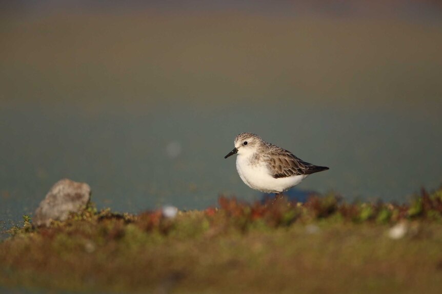 A red-necked stint