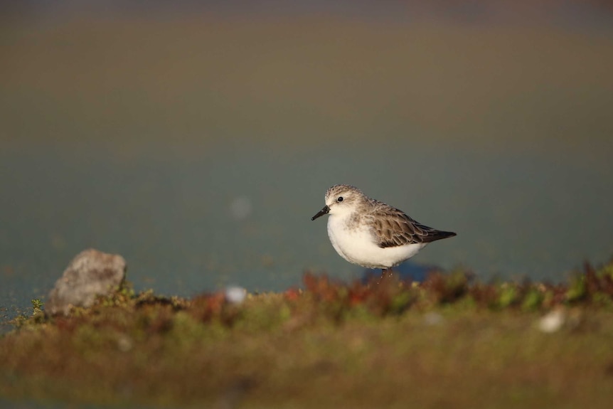 A small bird on a grassy field