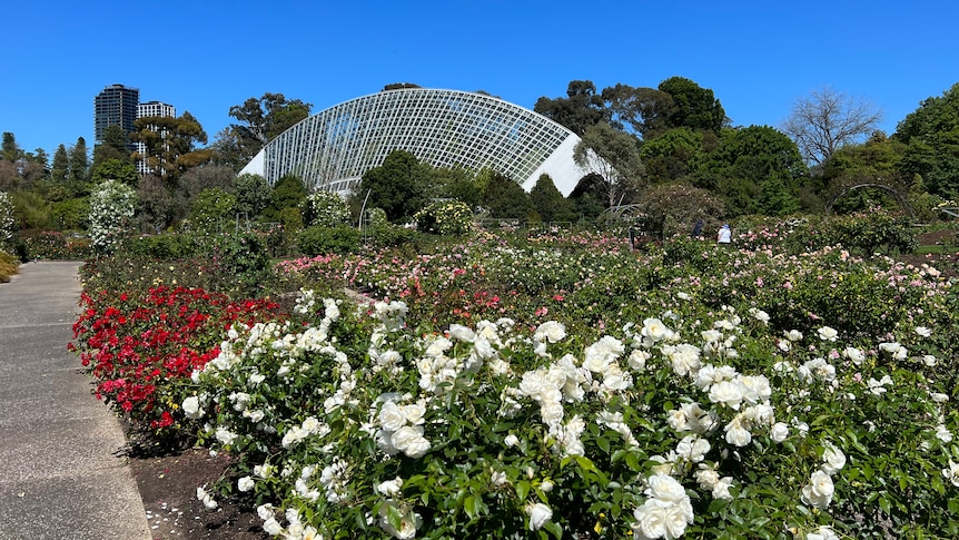 Spectacular ABC Roses