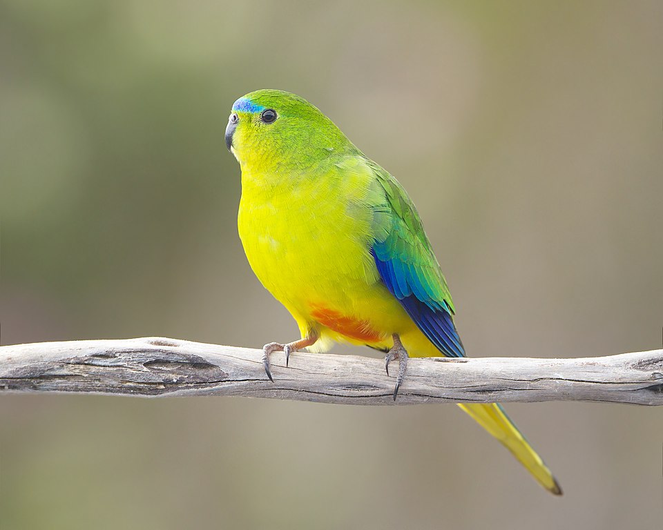 A small bird withe  a bright yellow chest wnad an orange belly, blue green wings