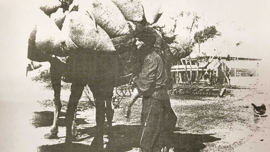 A grainy old photo shows a man in a turban beside a camel laden with bags.