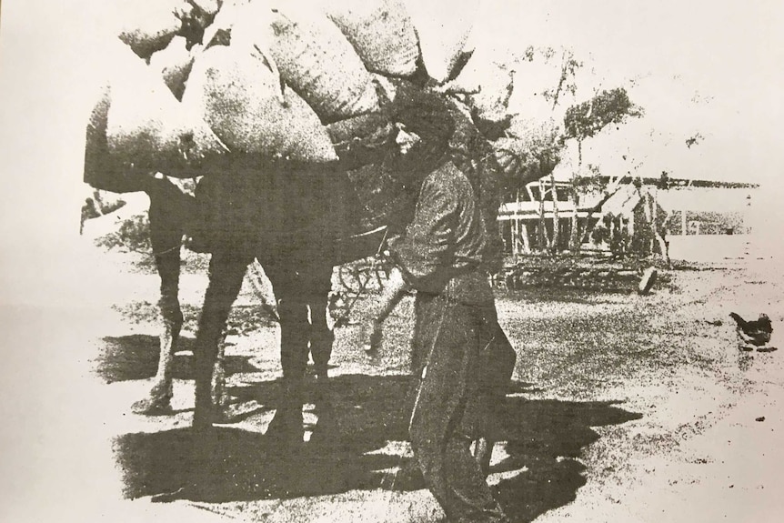 A grainy old photo shows a man in a turban beside a camel laden with bags.