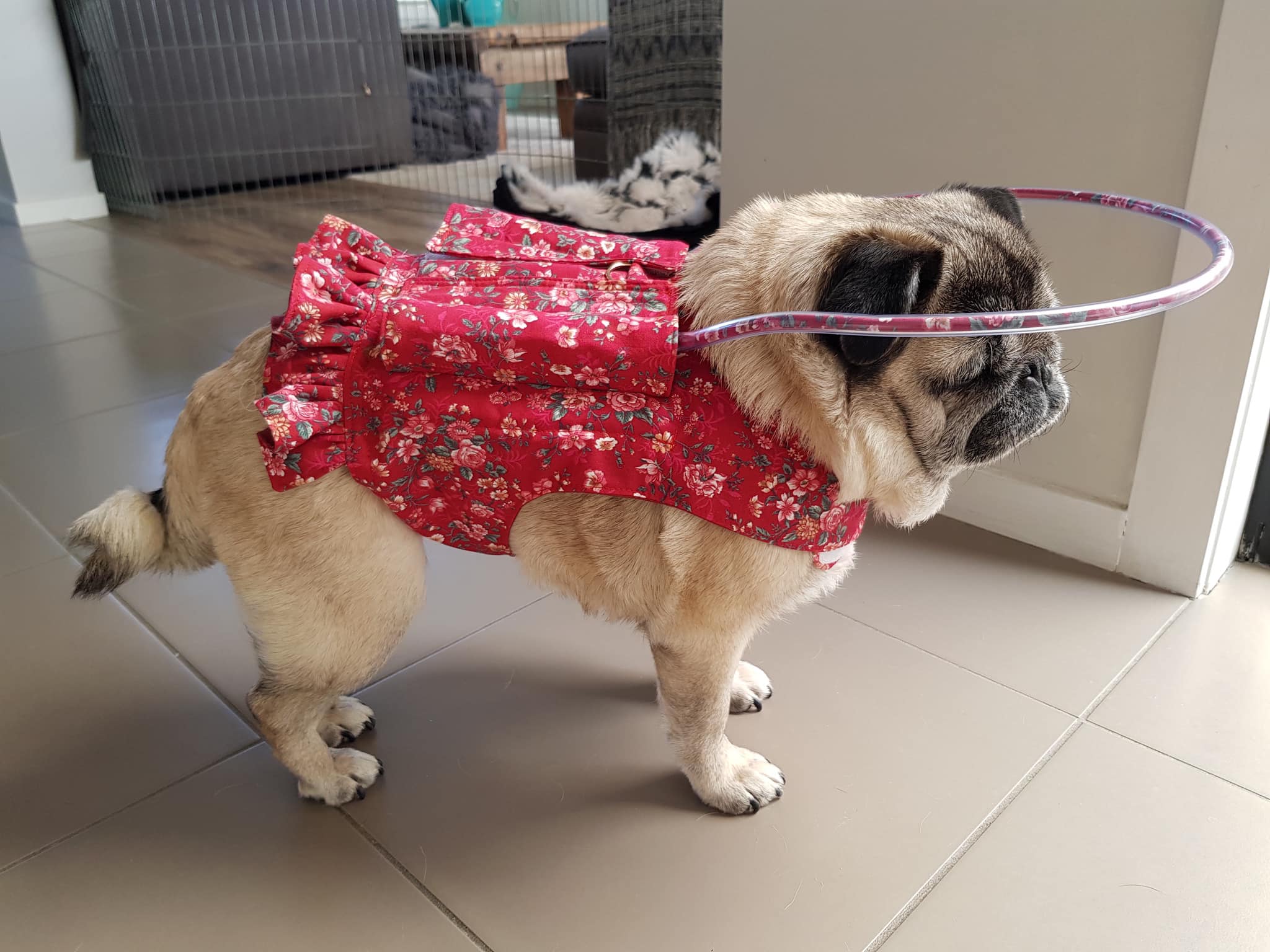 A pug inside a room wearing a floral red harness with a circle built in protecting his head circumference