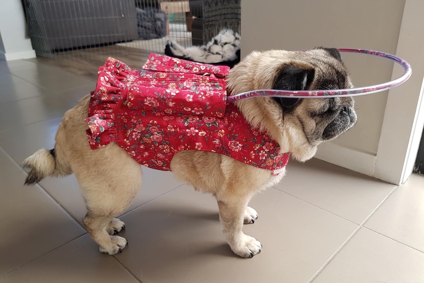 A pug inside a room wearing a floral red harness with a circle built in protecting his head circumference
