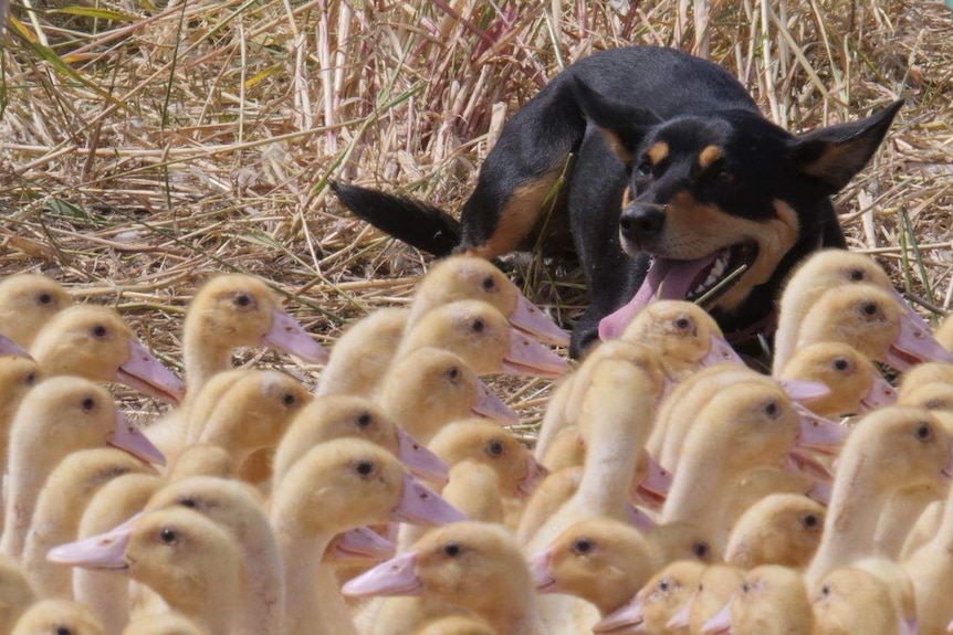 A black kelpie herding ducklings