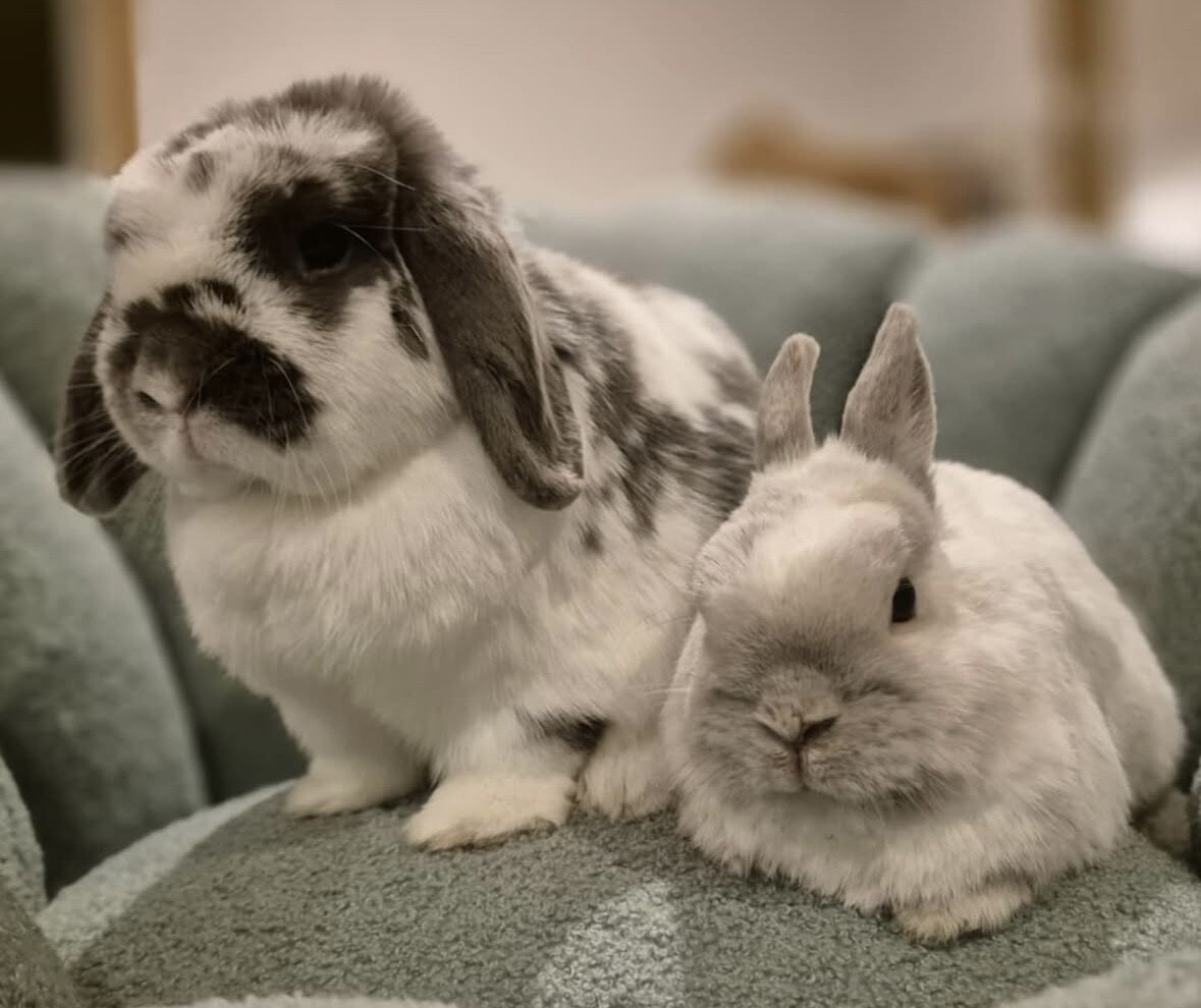 Are you prepared for a pet rabbit to hop into your life? - ABC listen