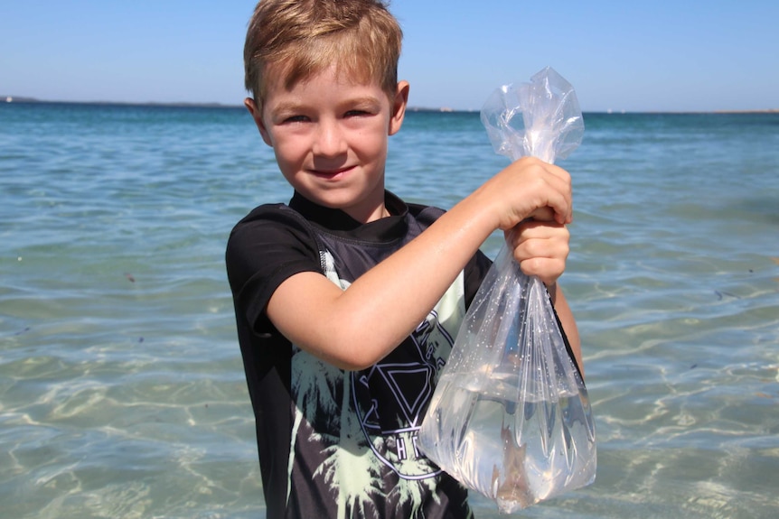 Toby Heron, 6, helped release baby pink snapper in Cockburn Sound.
