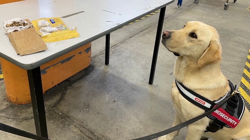 A biosecurity sniffer dog looking at a package.