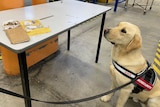 A biosecurity sniffer dog looking at a package.