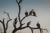 Five vultures in a leafless tree against a light blue sky.