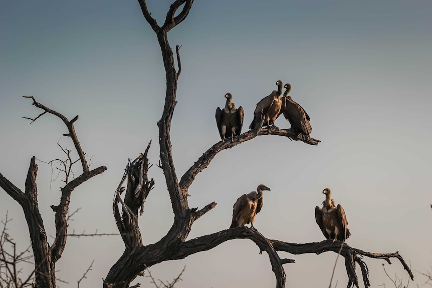 Five vultures in a leafless tree against a light blue sky.