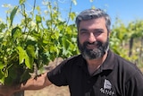 Jim Markeas, a middle-aged Greek-Australian man, with greying hair, beard smiles next to tiny green grapes on a vine.