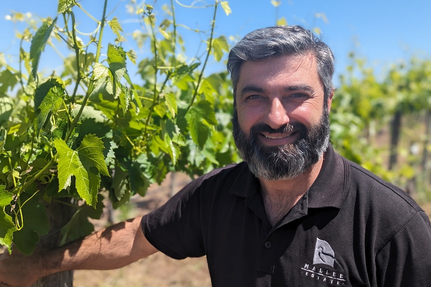 Jim Markeas, a middle-aged Greek-Australian man, with greying hair, beard smiles next to tiny green grapes on a vine.