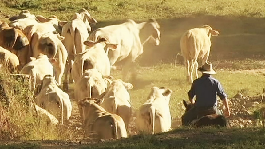 National park land in Queensland used to graze their cattle