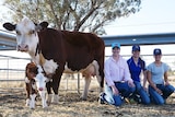 Hereford cow and calf stand behind Sophie, Jacinta and Leisl Cooper.