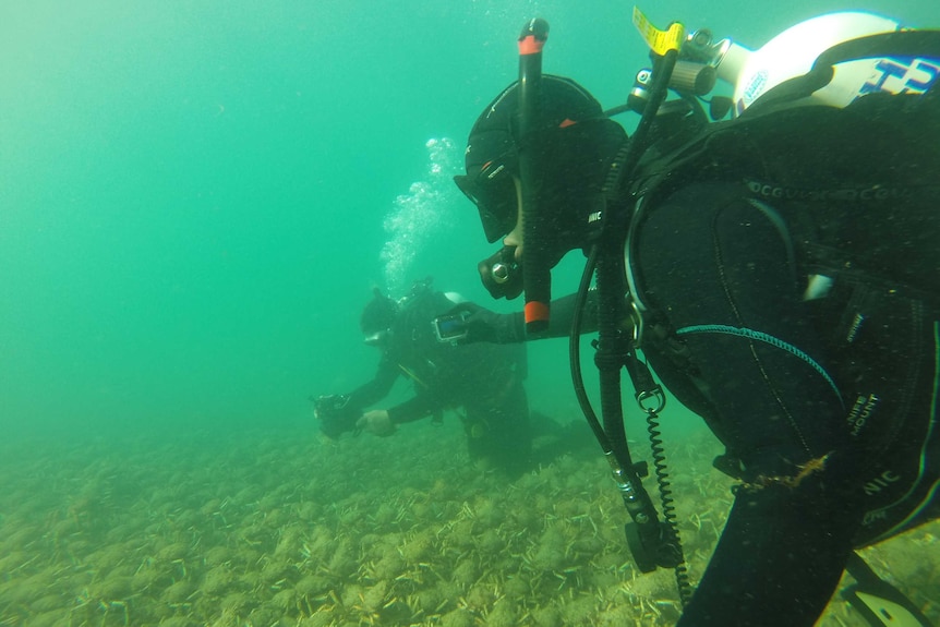 Researchers Pang Quong and Sheree Marris swim in wetsuits while thousands of giant spider crabs scuttle underneath them.