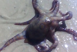 The blue-ringed octopus was spotted in shallow waters at a popular Geraldton beach.