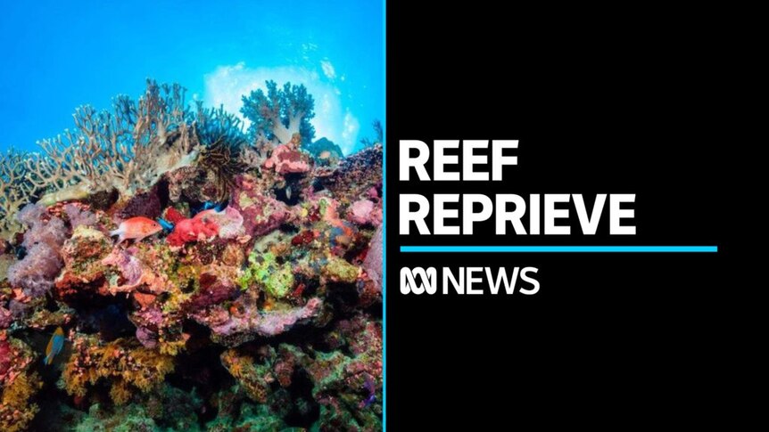 UNESCO decides not to add Great Barrier Reef to 'in danger' list - ABC News