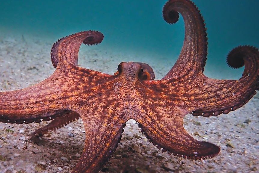 A close shot of a bright red and brown star fish, moving through clear blue water on the ocean floor.