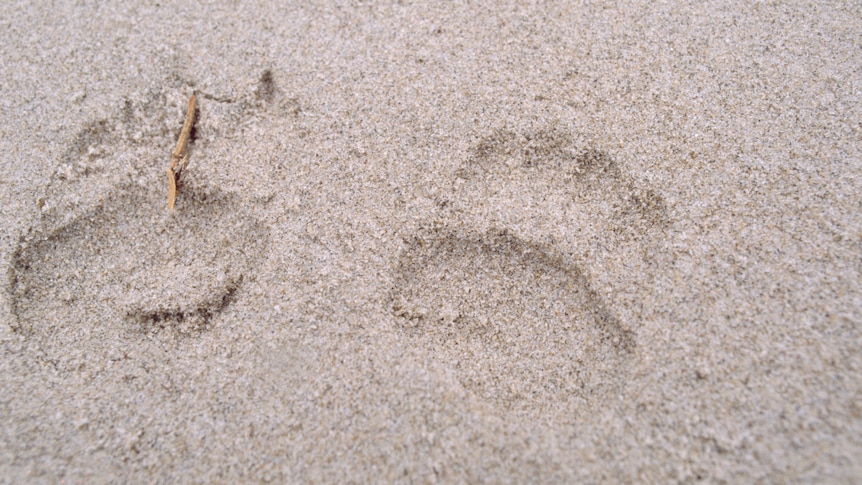 Animal tracks in the sand