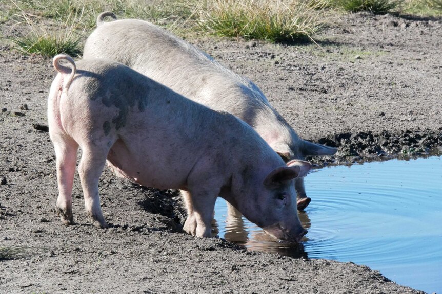 Two large free-range pigs drink water from a dam on a rural property.