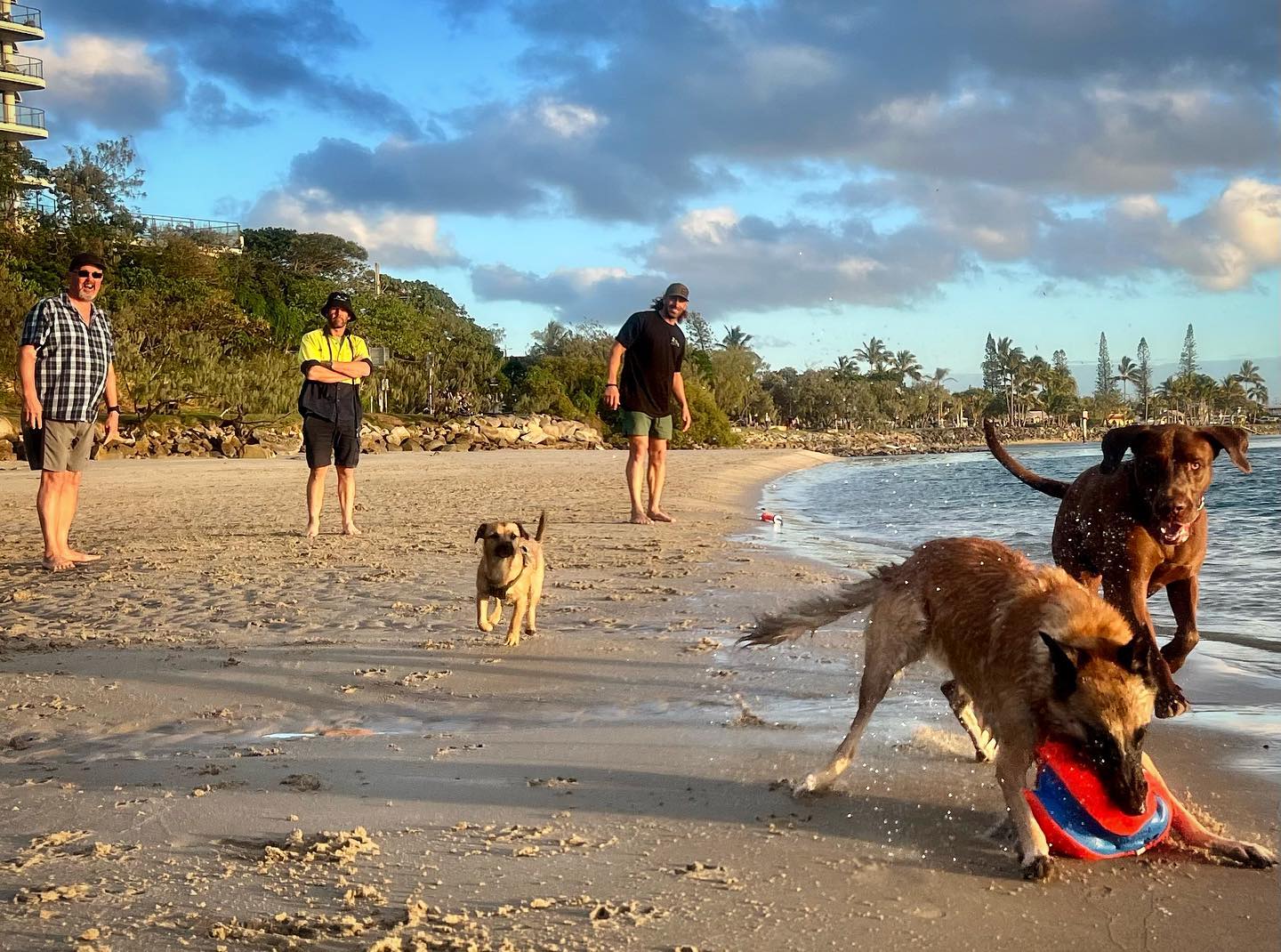 Dogs chasing a ball along the beach