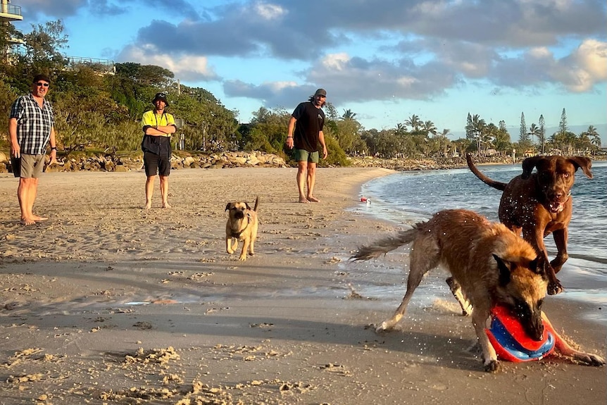 Dogs chasing a ball along the beach