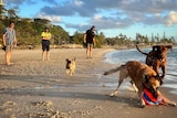 Dogs chasing a ball along the beach