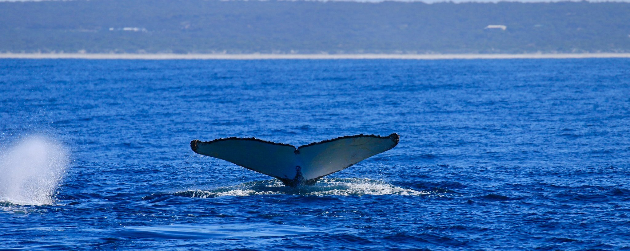 A huge whale tail up in the air in blue water.