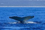A huge whale tail up in the air in blue water.