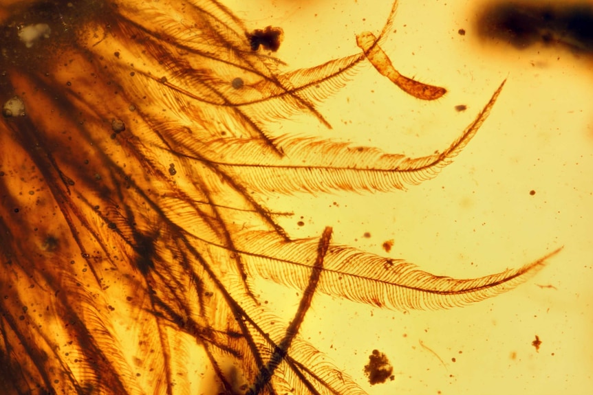 The detail of a feather trapped in the piece of amber