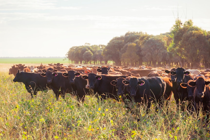 Una manada de vaquillas wagyu en una estación ganadera en Queensland.
