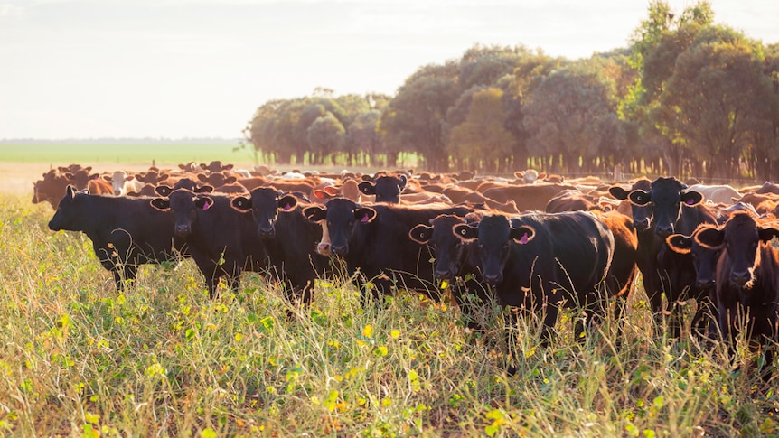 A herd of AACo's wagyu heifers at Westholme station in Queensland.