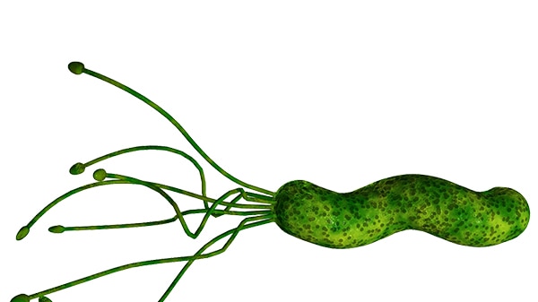 A picture of the bacteria, Helicobacter pylori.