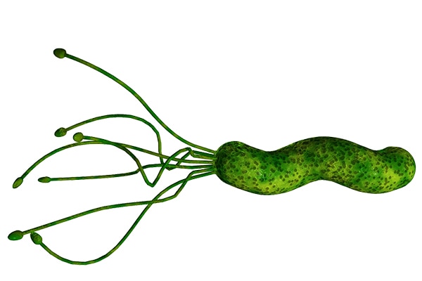 A picture of the bacteria, Helicobacter pylori.