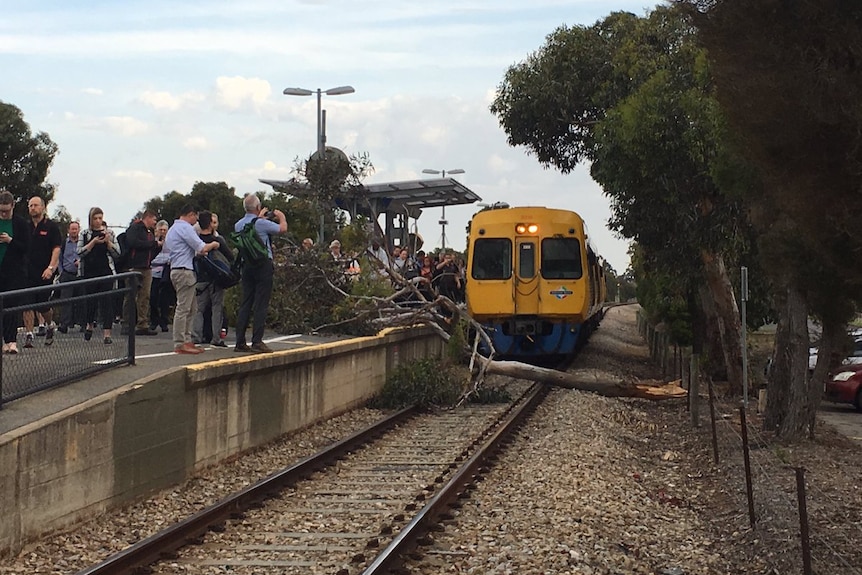 A tree over the Outer Harbor train line at Cheltenham