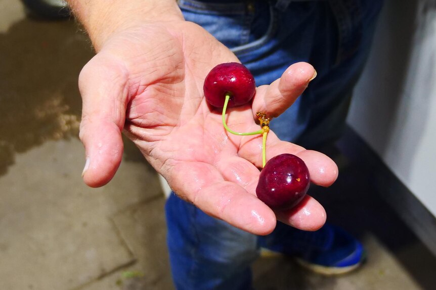 A close up shot of a man holding two cherries