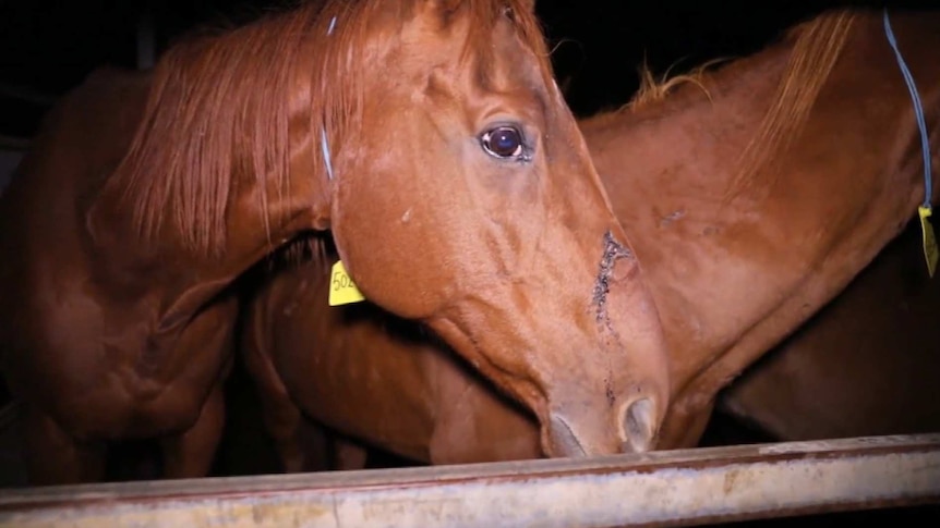 Two brown horses stand next to each other behind a fence.