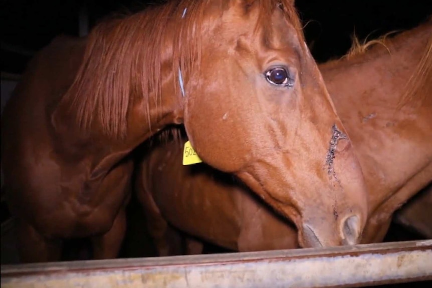 Racehorses in a pen at an abattoir.