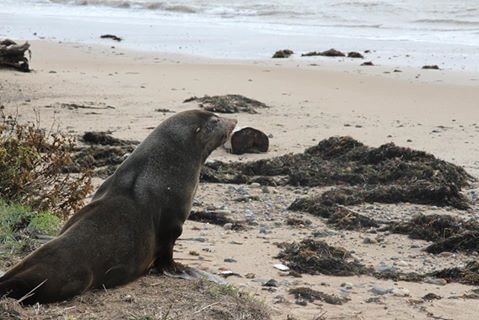 Sammy the seal set free